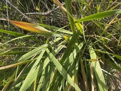 Watsonia meriana