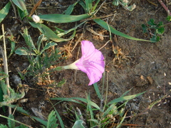 Ipomoea capillacea