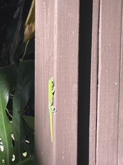 Phelsuma laticauda laticauda