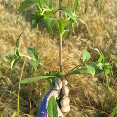Bidens tripartita