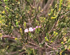 Euchaetis albertiniana