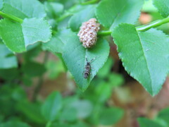 Orchesella flavescens
