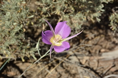 Calochortus macrocarpus