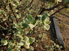 Buddleja marrubiifolia