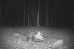 Didelphis albiventris