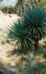 Furcraea parmentieri