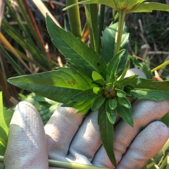 Bidens tripartita