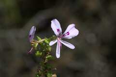 Pelargonium crispum