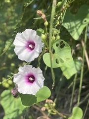 Ipomoea amnicola