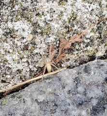 Araneomorphae