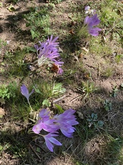 Colchicum autumnale