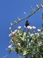 Ipomoea amnicola