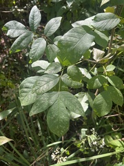 Fraxinus pennsylvanica