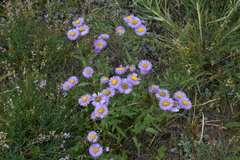Erigeron speciosus