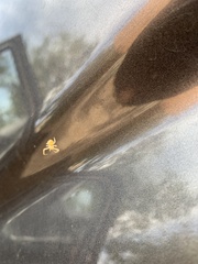 Araniella displicata