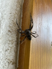 Araneus saevus