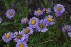 Erigeron speciosus