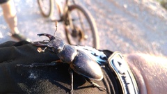 Lucanus ibericus