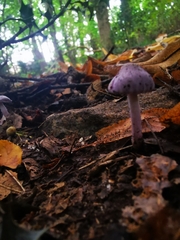 Inocybe lilacina