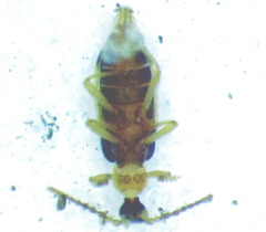 Ischalia costata