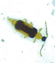 Ischalia costata