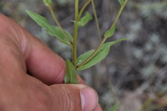 Erigeron speciosus