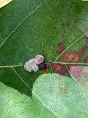 Callirhytis piperoides