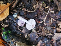 Inocybe lilacina