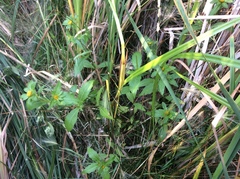 Bidens tripartita
