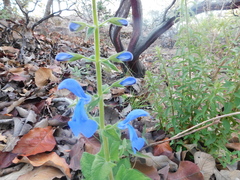Salvia patens