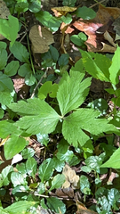 Anemone virginiana