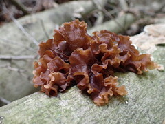 Phaeotremella