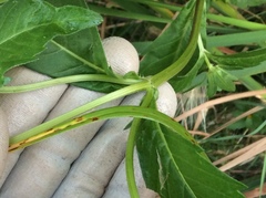 Bidens tripartita
