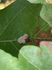 Callirhytis piperoides