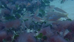 Pseudupeneus prayensis