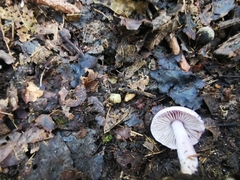 Inocybe lilacina