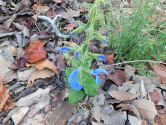 Salvia patens