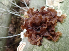 Phaeotremella