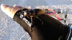 Lucanus ibericus