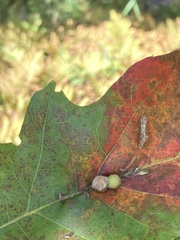 Callirhytis piperoides