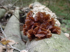 Phaeotremella