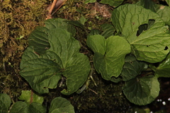 Viola palustris