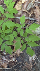 Actaea pachypoda
