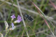 Anthidium