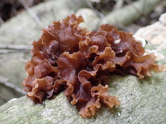 Phaeotremella