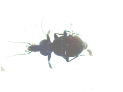 Sphaeroderus stenostomus lecontei