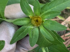 Bidens tripartita