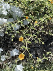 Kallstroemia parviflora