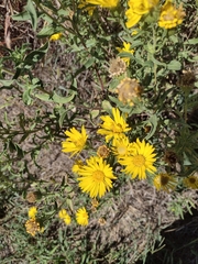 Grindelia lanceolata