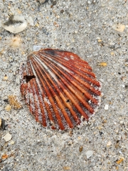 Argopecten